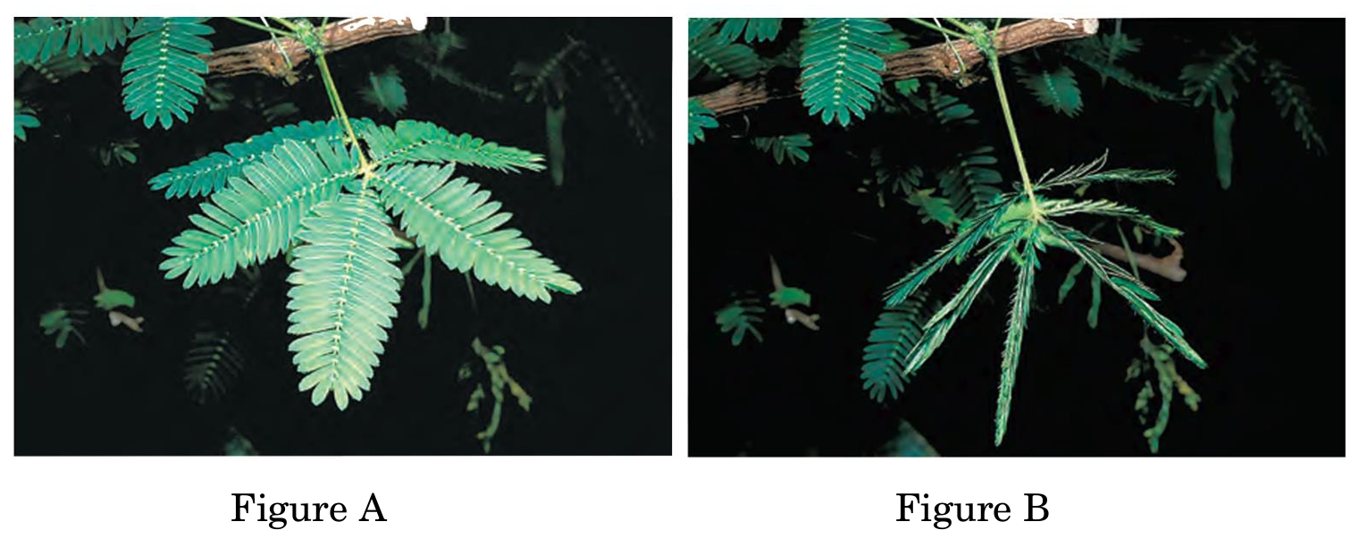 Sensitive Plant Folded